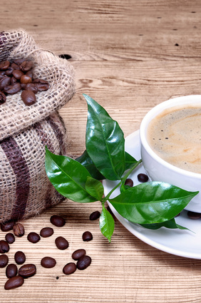 Durch den Fleckenmusang entsteht der teuerste Kaffee der Welt