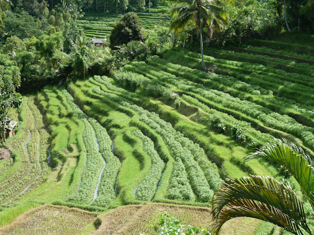 Gunung Agung 