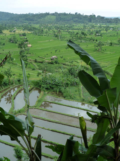 Üppige Natur auf Bali