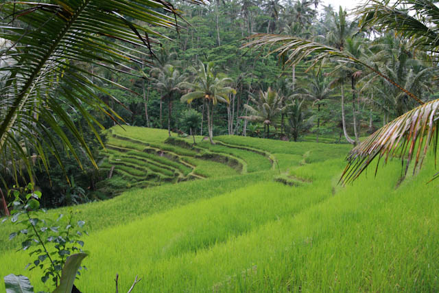 Bali Ubud