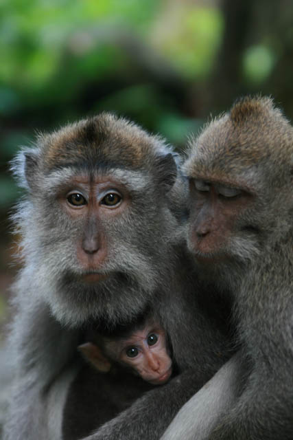 Ubud Monkey Forest