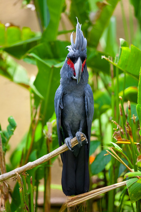 Kakadu im Bird Park Bali