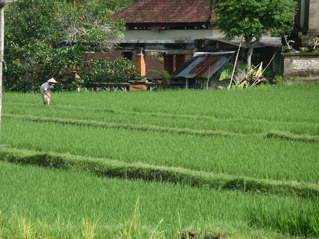 Der Tempelbaum ist oft in den Tempelanlagen der Insel zu finden