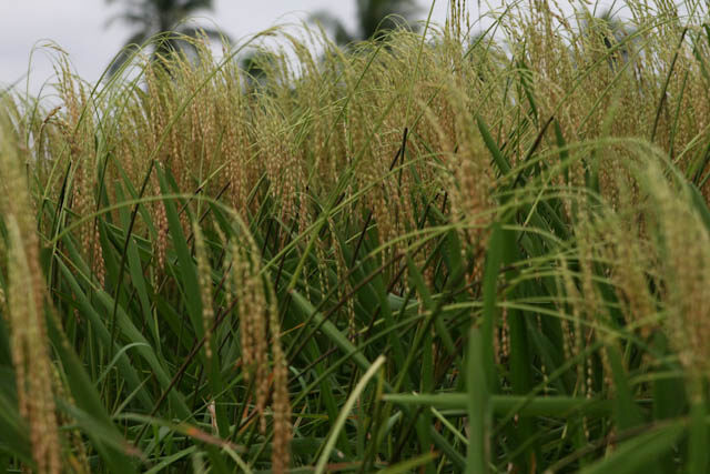 Verschiedene Orte laden zu Tanz und Musik ein