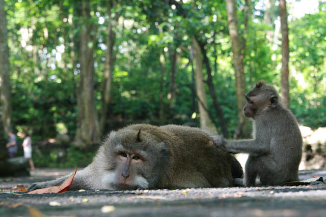 Makaken bei der Fellpflege im Ubud Monkey Forest